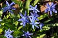 Scilla   026